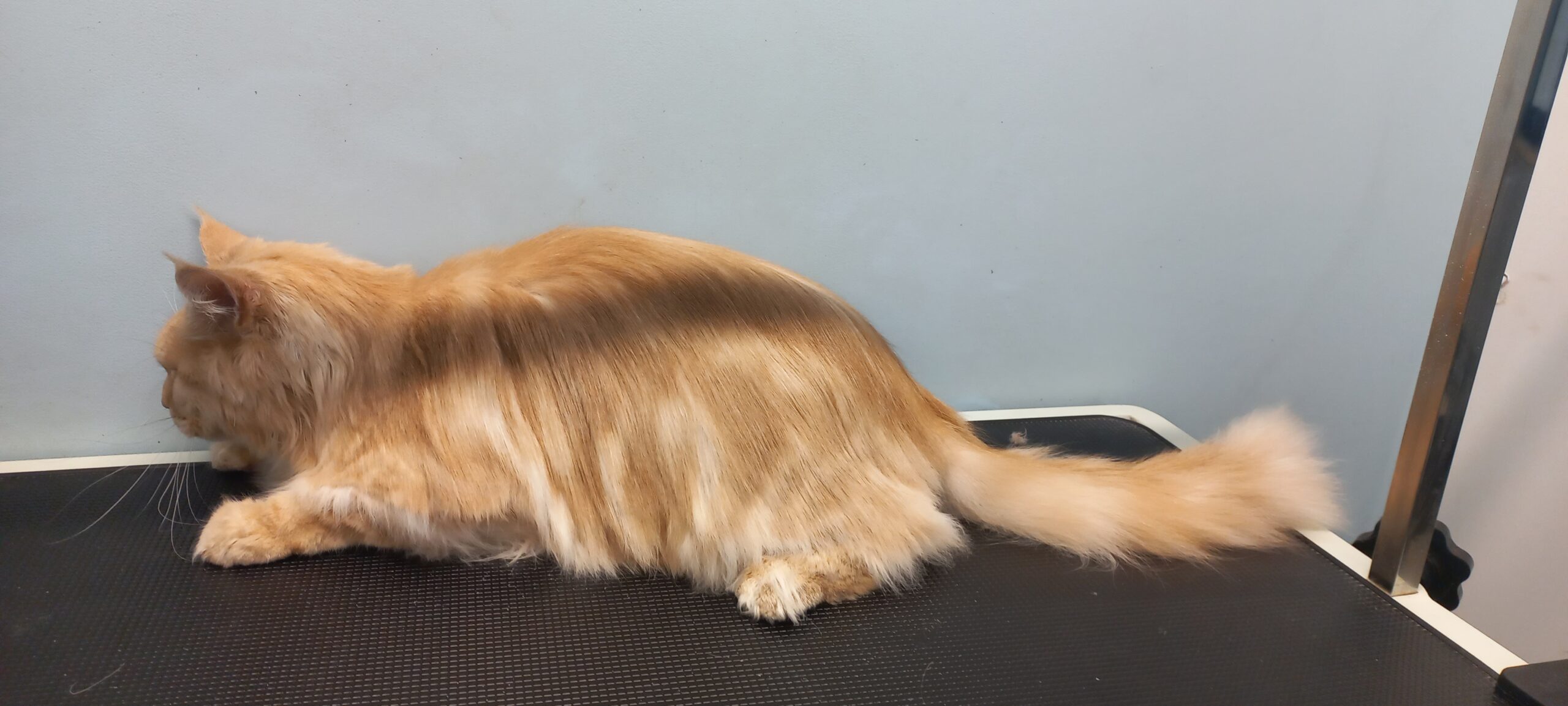 aslan po