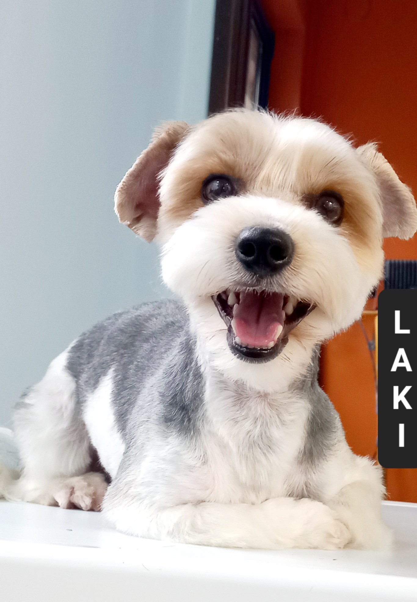 laki po